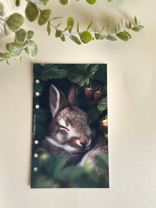 COPERTINA Coniglietto